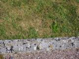 image of grave number 795982